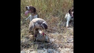 Black Partridge Hunting In Pakistan  German Pointer Dog  Pointer Puppies  English Pointer Puppies [upl. by Tavi]