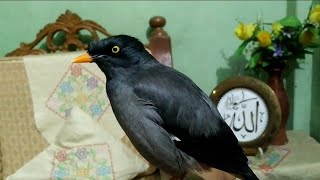 Myna bird sound  myna bird song  mynah bird singing  javan myna  javan myna sound [upl. by Oca]