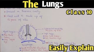 The Lungs Structure And Functions  Class 10 Biology [upl. by Berenice732]