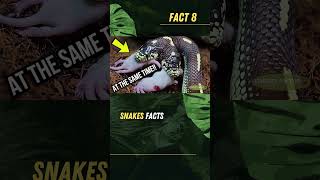 Two Headed Snakes Rare But Real facts snake history wildlife ytshorts trending snakevideo [upl. by Eelik528]