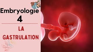 Embryologie  La Gastrulation   2020  شرح بالدارجة [upl. by Enelrahs]