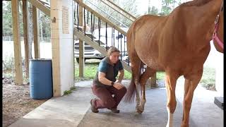 How to Check for Neurological Disorders in Horses [upl. by Snowber]