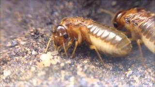 Macrotermes Termites [upl. by Onig]