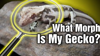 Every Crested Gecko Morph There Is Part 1 The Basics [upl. by Tnahsarp]