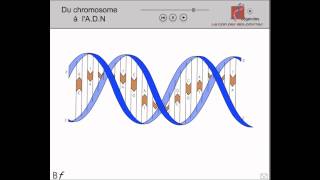 La place de la molécule dADN au sein du chromosome Animation [upl. by Alfie903]