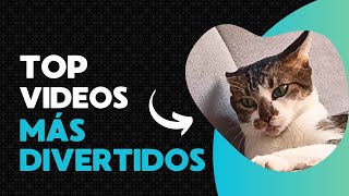 Videos Graciosos Gatunos  Videos mas chistosos y traviesos de nuestros gatos [upl. by Yniattirb]