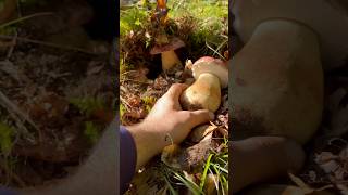 Boletus pinicola testarossa boletus funghiporcini cepes steinpilze [upl. by Namijneb803]