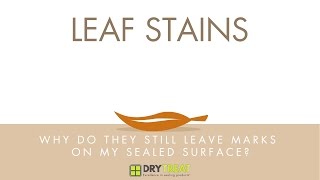 Porous Materials  Common Problems Leaf Stains [upl. by Tocs]