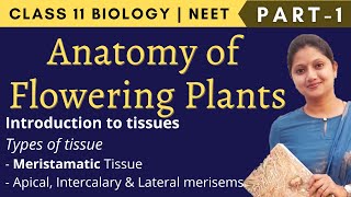 Ch6 Anatomy of Flowering Plants  Secondary Growth Vascular cambiumClass 11 BiologyNEETshorts [upl. by Rayburn]