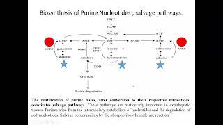 Biyokimyanın temelleri Pürin Metabolizması Salvage Pathway LeschNyhan sendromu [upl. by Lemmy]