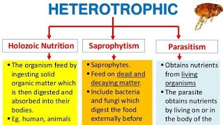 Heterotrophic nutrition its mode saprophytic parasitic holozoic nutrition class10 [upl. by Salome229]