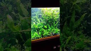 GROWING Aquarium Plants WITHOUT any GRAVEL aquariumfish [upl. by Chara]