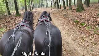 Stal Okkemas Bauke  Fabe x Doaitsen  Gelding  2016  167m [upl. by Aynor]