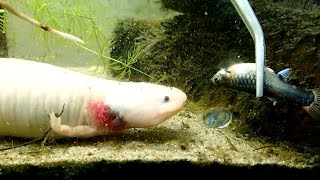 Special Feeding Axolotl eats Guppy  Axolotl frisst Guppy Ambystoma mexicanum [upl. by Naul]