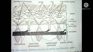 Pellicle of Paramecium Paramecium Part 2what is pellicle [upl. by Bernadine]