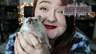 10 Things You Need To Know Before Buying A Hedgehog [upl. by Etiuqram]