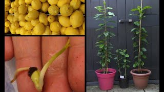 Faire pousser un citronnier à partir de graines de citron  Growing lemon tree from seeds [upl. by Sutit]