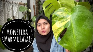 unboxing monstera marmorata  paket tanaman monstera aurea [upl. by Nnaeinahpets210]