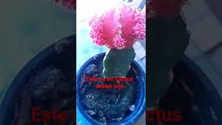 Cactus enano rojo [upl. by Leizo]