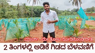 Maintenance of small Arecanut plants in early days Growth of plants in 2 months [upl. by Idnac147]