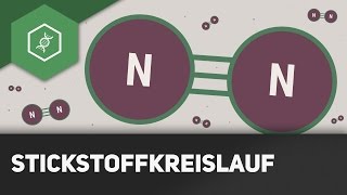 Stickstoffkreislauf einfach erklärt  Stoffkreisläufe 1 [upl. by Laud]