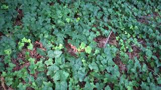 Hedera helix English ivy [upl. by Stevenson761]