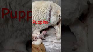 Great Pyrenees puppies born 91924 puppy dogs farmanimals [upl. by Ynaitirb356]