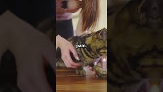 Why You Should NEVER Declaw Your Cat [upl. by Enelhtak]