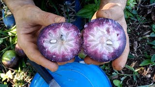 EP21 El caimito morado Chrysophyllum cainito  Cosechando de un árbol gigante junto a David [upl. by Renault]