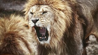 The Lord of Savannah  Serengeti Lions  The Life Story [upl. by Strickland]