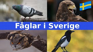 Fåglar i Sverige  Namn amp Läten  För Barn  Svenska [upl. by Montano896]