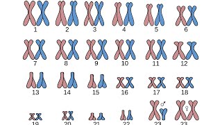 ¿Qué es el CARIOTIPO [upl. by Cadell536]