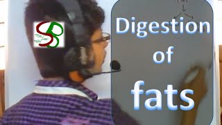 Human physiology lecture  fat digestion [upl. by Enniroc]