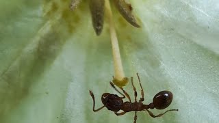 Ant Feast Harvesting Nectar from a Chinese Lantern Plant 4K [upl. by Mak556]