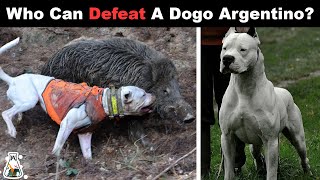 6 Dogs That Could Defeat a Dogo Argentino [upl. by Diarmit]