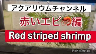 2024年10月15日今日はこの前取った、赤いスジエビ🦐をアクアリウムで紹介❗️ aquarium スジエビRedstripedshrimp [upl. by Seaton733]