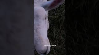 Cute lamb runs over for some loving [upl. by Stead]