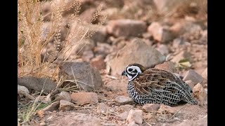 Birds and Ecology of Southeast Arizona by Mitch Walters [upl. by Amati]