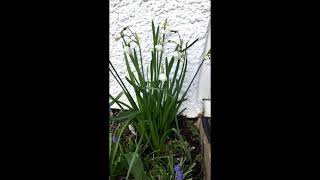 Giant Gravetye Snowflake Leucojum Aestivum [upl. by Aleetha932]