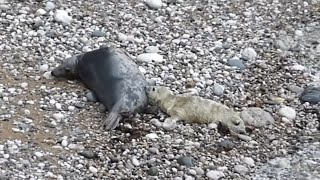 3 day old seal pup suckling [upl. by Clarence784]