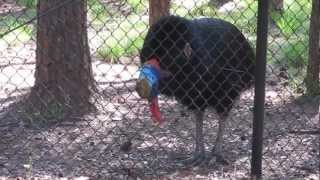 Cassowary calling [upl. by Lama]