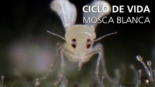 Ciclo de vida de la mosca blanca [upl. by Nylloh]