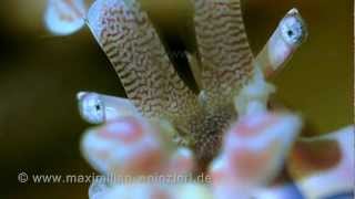 Weird Beauty in the Reef  My Harlekin Shrimp Macro Portrait [upl. by Eissirhc]