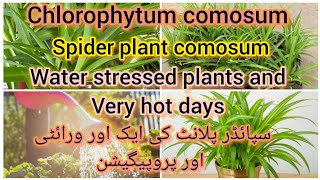 chlorophytum comosum spider plant new variety propagation water stressed plants Grow green 445 [upl. by Eddi]