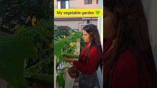 My organic vegetable garden organic gardening youtubeshorts [upl. by Aivonas818]