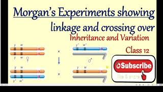 Morgan’s Experiments showing linkage and crossing over Inheritanceand VariationClass12 Biology [upl. by Eustashe]