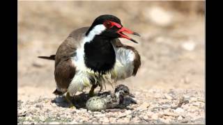 Red Wattled Lapwing [upl. by Olnton]