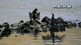 Der Kormoran  Vogel des Jahres 2010  Naturfilm  Natursound [upl. by Louis]