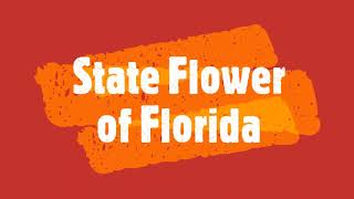 State Flower of Florida [upl. by Eima]