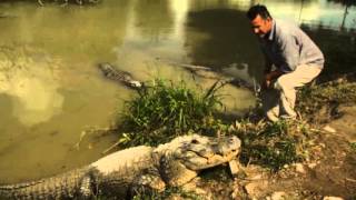 Amazing Dancing Water from Alligator Roars [upl. by Samuella]